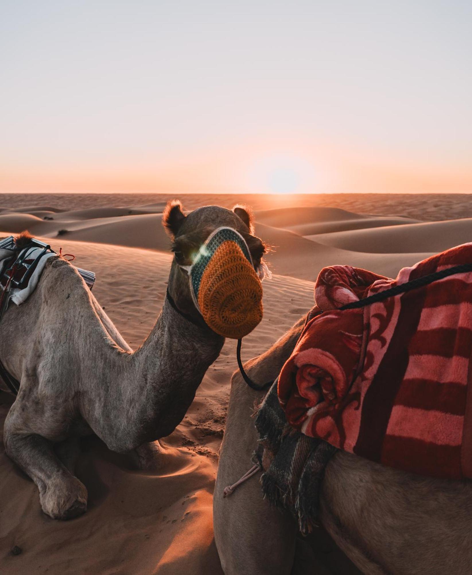 Hamood Desert Private Camp Al Wasil ภายนอก รูปภาพ