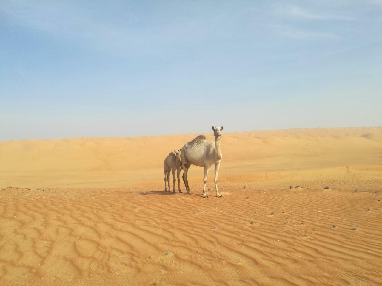 Hamood Desert Private Camp Hotel Al Wasil ภายนอก รูปภาพ